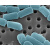47mmPCTE纳米模板塑料微颗粒聚碳酸酯滤膜0.01-30um孔径 孔径15.0um 厚度37um 1片 孔隙率