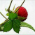 野生新鲜蛇莓苗三月泡苗易爆盆特色绿植室内庭院阳台美化南方种植 蛇莓苗14棵 带土保湿(不含盆)
