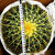 种花迷超大金琥仙人球10-42cm花卉盆栽绿植桌面盆栽阳台多肉规格齐全 直径15厘米