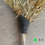 汉河（HANHE）笤帚扫帚 竹扫把 竹扫帚 竹笤帚 HCB-Z01单位：把  定制