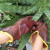 防扎手套 牛皮防刺手套园林园艺修剪玫瑰月季花刺剥板栗子防滑防扎 长度25cm(颜色随机) XL
