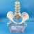 自然大女性骨盆带二节腰椎模型 人体骨骼模型 盆骨模型 腰椎 股骨 自然大女性骨盆带二节腰椎