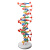 DNA双螺旋结构模型大号高中分子结构模型60cmJ33306脱氧核苷酸链碱基对遗传基因染色体双链生物 DNA双螺旋结构模型小号