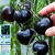 花中酷  黑珍珠番茄黑番茄种子紫番茄籽水果四季阳台盆栽西红柿蔬菜种孑 黑色+红色小番茄各一包
