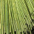 犀跃 竹竿 爬藤竹杆架搭架 篱笆栅栏彩旗杆细竹子 直径2cm 长2米（50根）