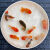 墨之瑶兰寿金鱼精品淡水冷水活鱼观赏鱼 黑兰寿（6-7厘米）1条