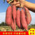 （2024年新番薯）农家红薯地瓜新鲜蜜薯 小香薯 8.6斤 含箱9斤 大果（单果5两以上）