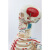 FACEMINI LT-2 85CM附全身肌肉起止点骨骼标数字人体脊柱模型仿真小白骷髅标本 1个 1 规格 48H 