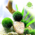 幸福海藻球苔藓桌面微景观生态瓶办公室内迷你水培植物花卉 活动：1岁3颗 约1.1～1.2cm