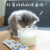 江小傲羊奶粉猫用奶粉幼猫专用猫粮孕乳猫咪营养补充剂猫吃喝的奶 40条 5g