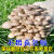 馨音蘑菇种植包香菇菌种蘑菇菌菇包家庭平菇菌包学生观察 黑平菇菌包3个+喷瓶 不含盆