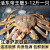 活冻蟹海鲜鲜活水产十斤特大红毛蟹雪蟹面包蟹珍宝蟹波龙 活冻蟹8.6斤(8.6~9斤一只)