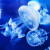 水母活物发光水母缸好养无毒赤月水母运输包活丰年虾饲料海水盐 斗鱼杯发光套餐（送2只中赤月