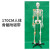 85CM人体骨骼模型 170CM骨架人体模型成人小骷髅教学模型脊椎身 170cm人体骨骼附韧带
