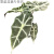 大仙女海芋非洲面具 黑叶芋 盆栽室内绿植桌面植物观音莲 大仙女双株苗10# 含盆