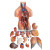 山顶松 内脏模型玩具 人体躯干解剖模型 器官可拆卸 医学教学心脏 85CM两性躯干（可拆23件）