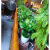 仿真植物假绿植仿真花饰品网吧客厅卧室酒店会所塑料摆件绿萝盆栽 小盆+万年青 0cm