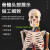 人体骨骼模型 85cm带神经血管心脏模型 骷髅骨架模型 椎间盘 神经 85cm骨骼带血管心脏
