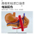 蓝蝶（Blue butterfly）4D拼装胃模型 人体器官模型 胃拼装模型 胃解剖模型 胃结构玩具 4D胃模型 