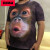 檀典大猩猩图案3D条纹印花短袖T恤男胖子紧身半截袖体恤恶搞笑衣服夏 蓝色 星星短袖 2XL170-190斤
