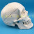 勋狸粑 成人一比一医学仿真人体头骨模型头颅骨解剖数字编码标识骷髅标本 B款：骨缝线头骨(有数字编码)