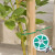 洛港 绿色扎线100m 2个装 园艺扎带包塑扎线铁丝爬藤植物固定绳捆扎带绑花固定支架/个