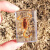 挑物真实昆虫标本树脂动物标本幼儿园教学生物虫子摆件送儿童节日礼物 蝉