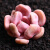 花芊悦多肉婴儿手指小球玫瑰水泡冰玉蓝豆鸡蛋美人多肉植物肉肉绿 汁3-4厘米 不含盆