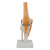动力瓦特 功能型膝关节模型 PVC灵活膝关节骨骼教学器材 教学演示用品