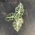 大仙女海芋非洲面具 黑叶芋 盆栽室内绿植桌面植物观音莲 大仙女双株苗10# 含盆