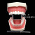 牙医教学牙齿模型  牙科模型 备牙练习模型 可拆卸牙齿排龈 软牙龈 口腔教牙医执考 优质款8011