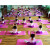 瑜伽垫儿童舞蹈专用高密度加厚防滑无味练功垫女孩跳舞垫子午睡垫 紫色120*60cm送绑带 10mm(初学者)