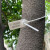 定制园林苗木锁扣打号号树标记标签标识扎带塑料封条物流二维码 天蓝色50CM长100条