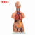 工品云超 教学模具 人体解剖模型器官可拆卸医学教学心脏内脏模型躯干系统结构图 85cm无性躯干可拆20件 