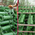 汽货车用品焊接绞绳紧固器货物捆绑带收紧器紧线器紧绳器拉紧器 3.4斤通管单用绿色