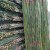 犀跃 竹竿 爬藤竹杆架搭架 篱笆栅栏彩旗杆细竹子 直径2cm 长2米（50根）