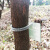 汇一汇 告示牌 景区物业树木挂牌介绍标识吊牌 树牌弹簧链不含牌子 8*30CM