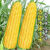 甜水果玉米种子农科院非转基因甜脆玉米种子大全糯玉米黑玉米菜园 原装新种甜水果玉米种子 高产两包约100粒+肥料