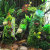 卞伶园林青苔苔藓摆件树皮橱窗创意装饰造布景手工热带雨林植物角设计 30厘米枯枝草坪