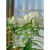重瓣香水百合种球盆栽室内阳台四季开花多年生花卉种子多头带芽 重瓣百合伊莎贝拉5球装+肥料 不含盆