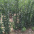 通沭北海道冬青黄杨树苗篱笆苗四季常青绿篱围栏单根1.7-2米高10棵