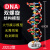DNA双螺旋结构模型大号高中分子结构模型60cmJ33306脱氧核苷酸链 DNA双螺旋结构模型60cm高