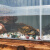 定制乌龟周转箱过滤造景塑料专养龟缸透明生态箱生物养鱼养殖箱子 高款35#L高款外径-48x33.5x28cm