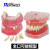 牙齿模型 口腔模型 牙科标准牙模 牙模型 教学假牙带神经医患沟通 5号半口可拆模型1个