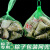 铸固 塑料网 粽子包装网兜绿色水果包装网兜网袋 大袋扣特厚60CM-100个