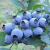 百婉集蓝莓李果火车款高铁列车新疆特产独立袋装蜜饯果脯蓝莓味蓝莓干 蓝莓李果408克*5包