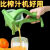 珊野压汁器手压式手动榨汁机压汁机柠檬汁橙汁手工家用小型新款榨果汁 水果削皮刀：一#个