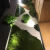 仿真青苔假苔藓造室内微景观人造草坪绿植墙植物墙面绿化装饰 仿真大灰藓1米*1米单张