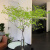 日本鲜切枝马醉木氛围水培植物室内氛围感绿植可一物一拍 【限时特惠】A吊钟1.5米两枝【sf