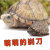 诗轩[深水龟]剃刀蛋龟苗迷你宠物龟活物观赏龟龟剃刀龟网红龟深水乌龟 7-8厘米 一只